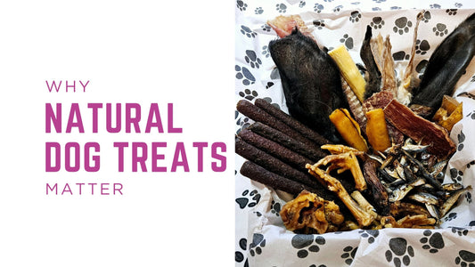 Why Natural Dog Treats Matter: A Guide From Pawsitive Treats