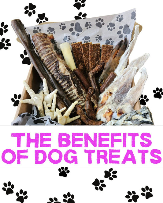 The Benefits Of Dog Treats