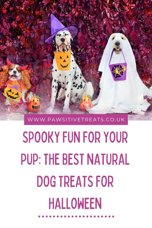 Spooky Fun For Your Pup: The Best Natural Dog Treats For Halloween