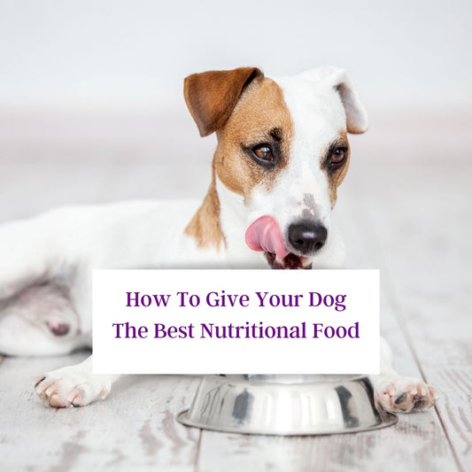 How To Give Your Dog The Best Nutritional Food!