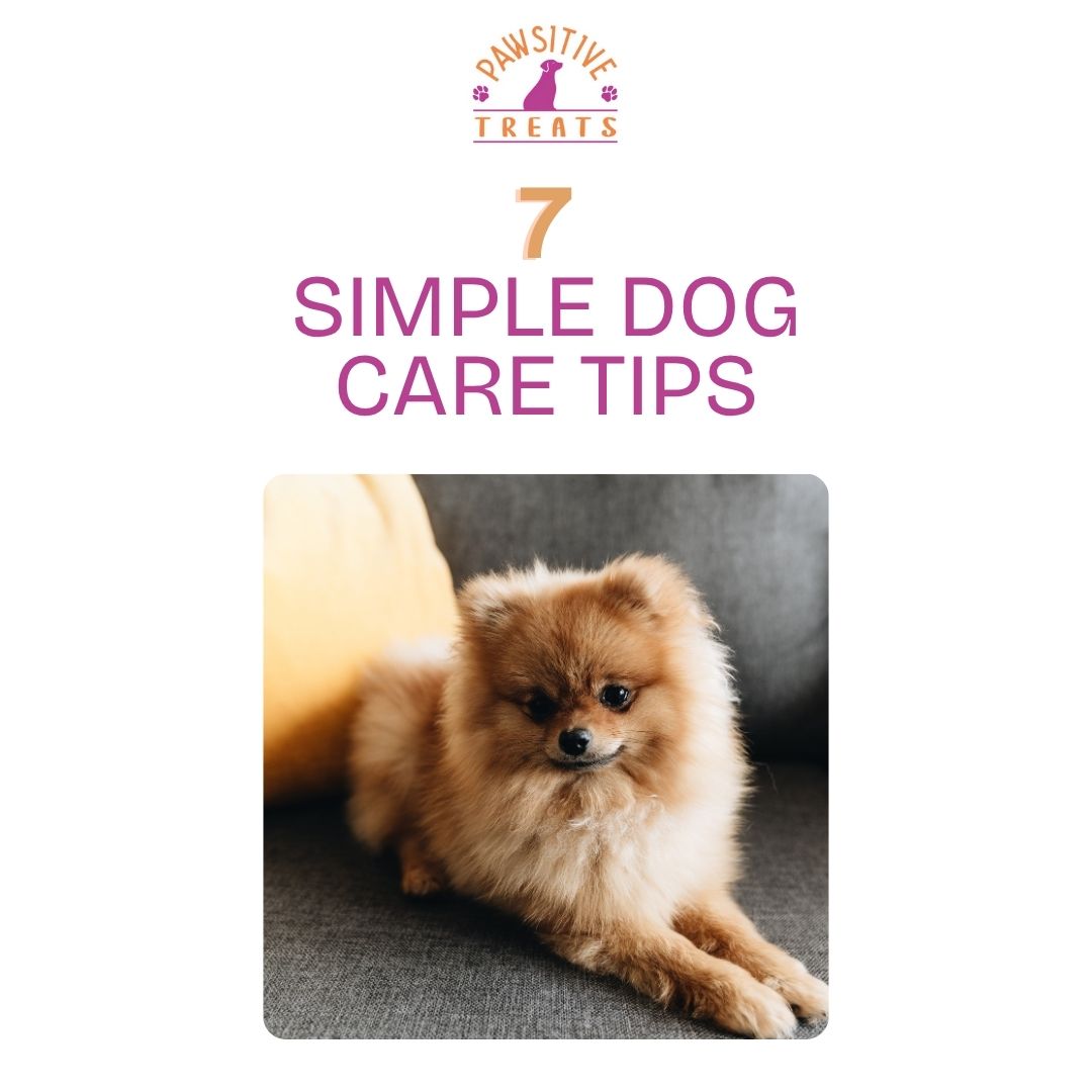 🐶 7 Simple Dog Care Tips Every Pet Parent Should Know From the team at Pawsitive Treats