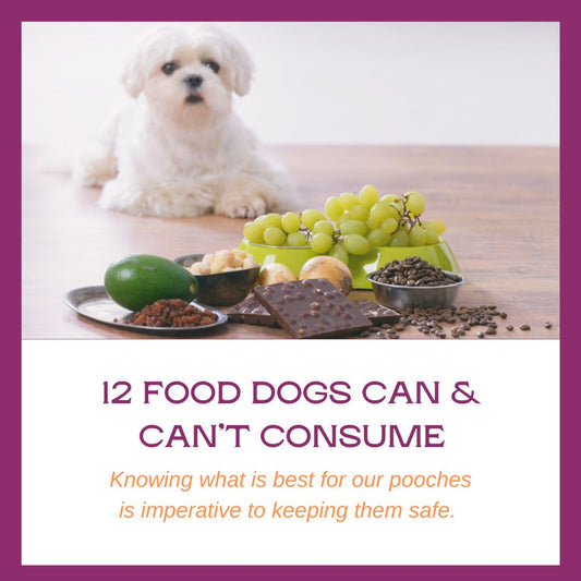 12 Human Foods Dogs Can and Can't Have!